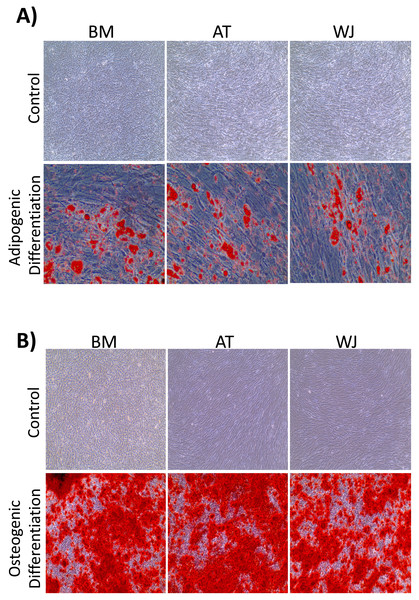 Characterization of MSCs by multilineage differentiation analysis.