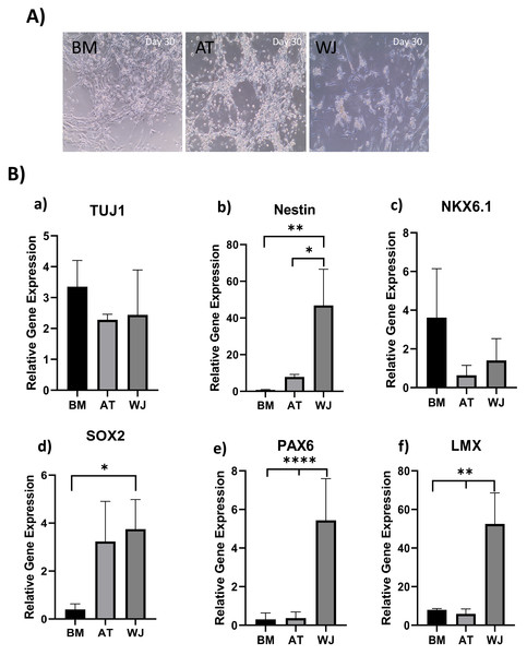 Induction of MSCs into neural stem cell-like cells utilizing dual SMAD inhibition.