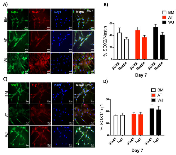 Immunofluorescence analysis of neuronal markers at day 7.