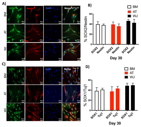 Immunofluorescence analysis of neuronal markers at day 30.