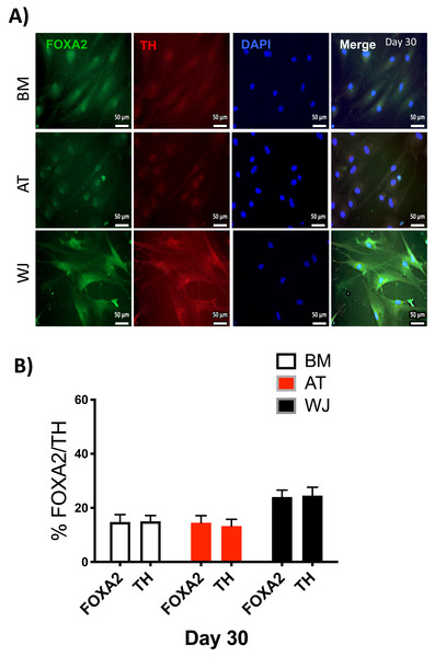 Immunofluorescence analysis of mature neuronal markers at day 30.