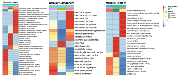 Classification of the DEPs of SR, SS and SC groups.