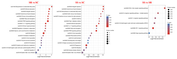 KEGG pathway enrichment analysis of the DEPs of (A) SR vs SC, (B) SS vs SC and (C) SS vs SR comparison groups.