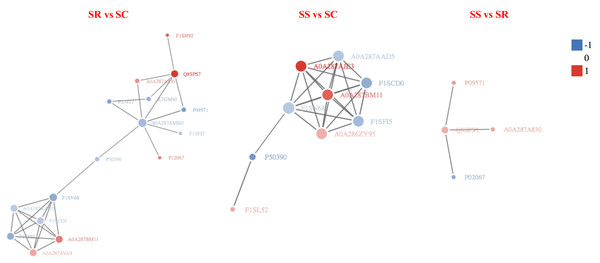 The protein-protein interaction network of DEPs among SR, SS and SC groups infected by C. perfringens type C.