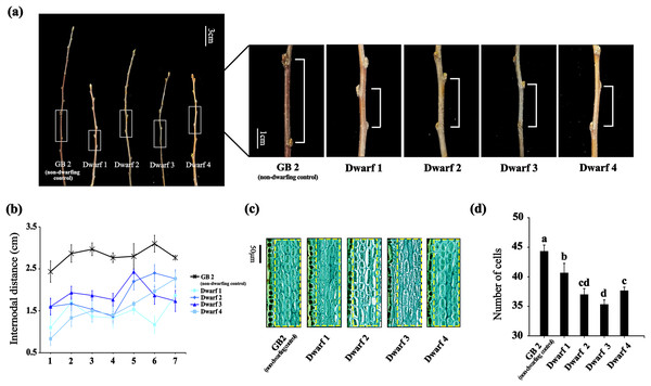 The phenotypes of the four dwarfing and control apple germplasms.