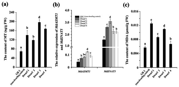 The annual branches of dwarfing apple germplasms have higher MT and MDA levels than that of GB2.