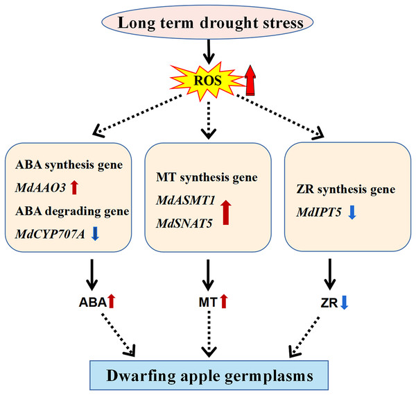 Model of the molecular mechanism that mediates dwarfing of apple germplasms.