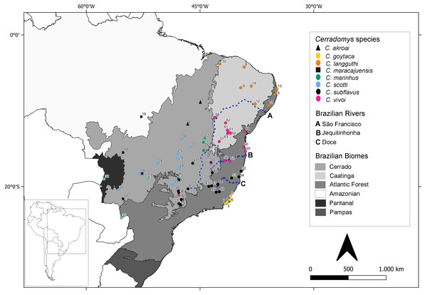 Geographic distribution of Cerradomys studied in this work plus localities from sequences extracted from GenBank.