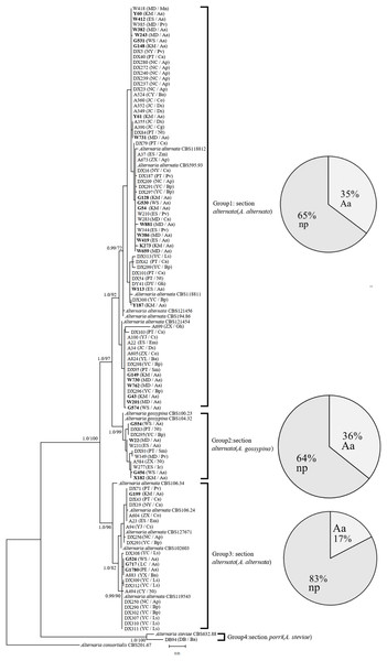 Phylogenetic tree derived from Bayesian analysis based on combined Alt a1 and Calmodulin sequences of 119 strains representing species in Alternaria.