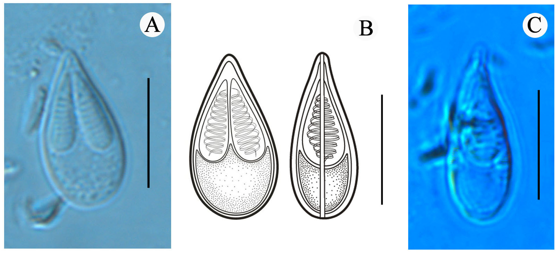 Morphological Description And Molecular Identification Of Myxobolus ...