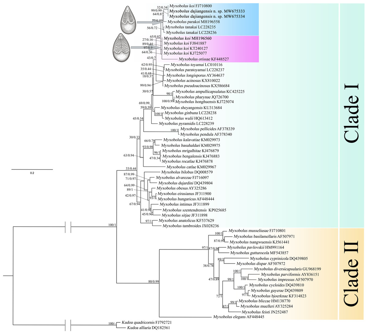 Morphological Description And Molecular Identification Of Myxobolus ...