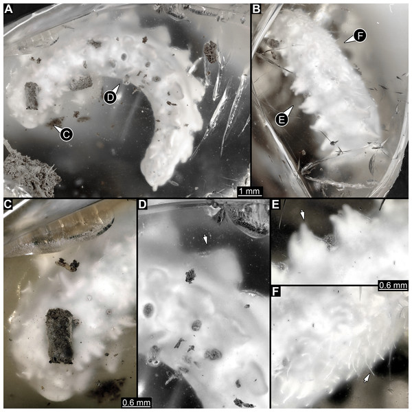 Composite digital images of larva of Elmidae in Eocene Baltic amber, PED 1414.