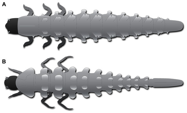 Habitus of fossil larva in comparison to modern one, both in dorsal view.