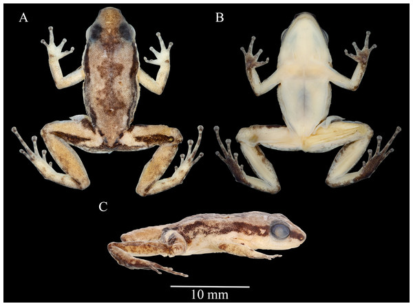 Allobates paleci sp. nov. holotype (CHUFPB30253) in dorsal (A), ventral (B) and lateral (C) views.