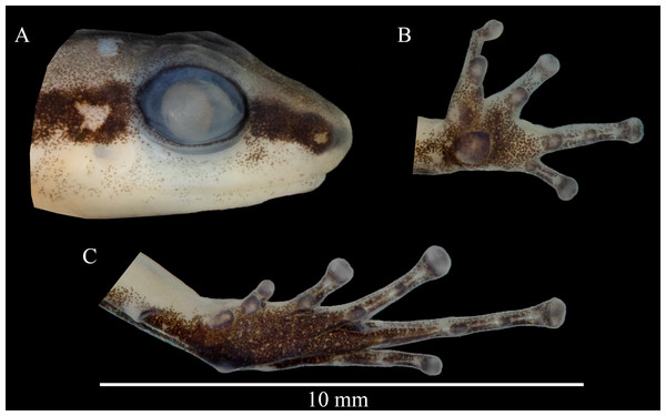 Head profile (A), ventral left hand (B) and foot (C) of the holotype of Allobates paleci sp. nov. (CHUFPB30253).