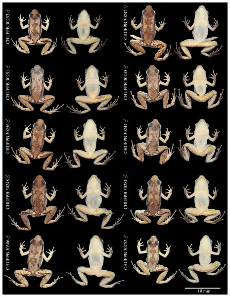 Allobates paleci sp. nov. type series variation.