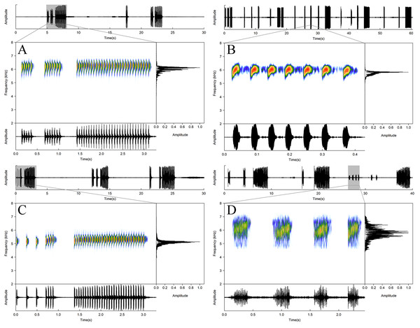 Acoustic repertory of Allobates paleci sp. nov.