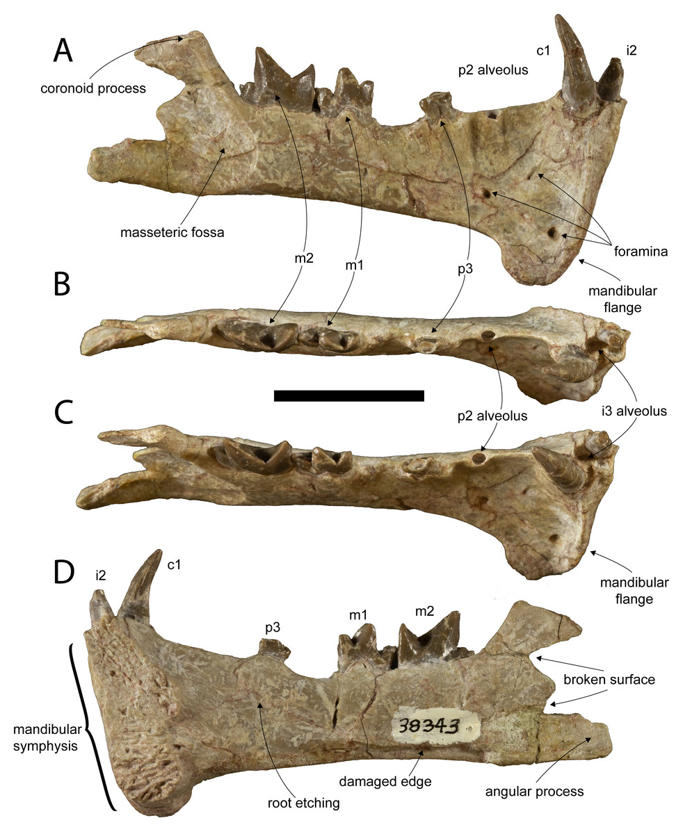 Diegoaelurus, a new machaeroidine (Oxyaenidae) from the Santiago