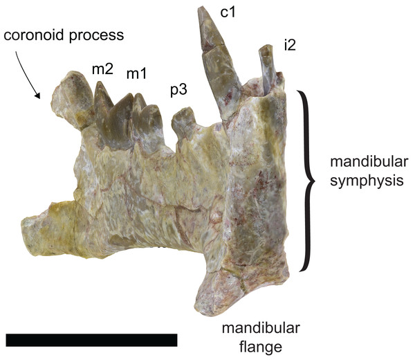 Anterior view of the holotype of Diegoaelurus vanvalkenburghae sp. nov. (SDSNH 38343) showing the lateral flaring of the mandibular flange.