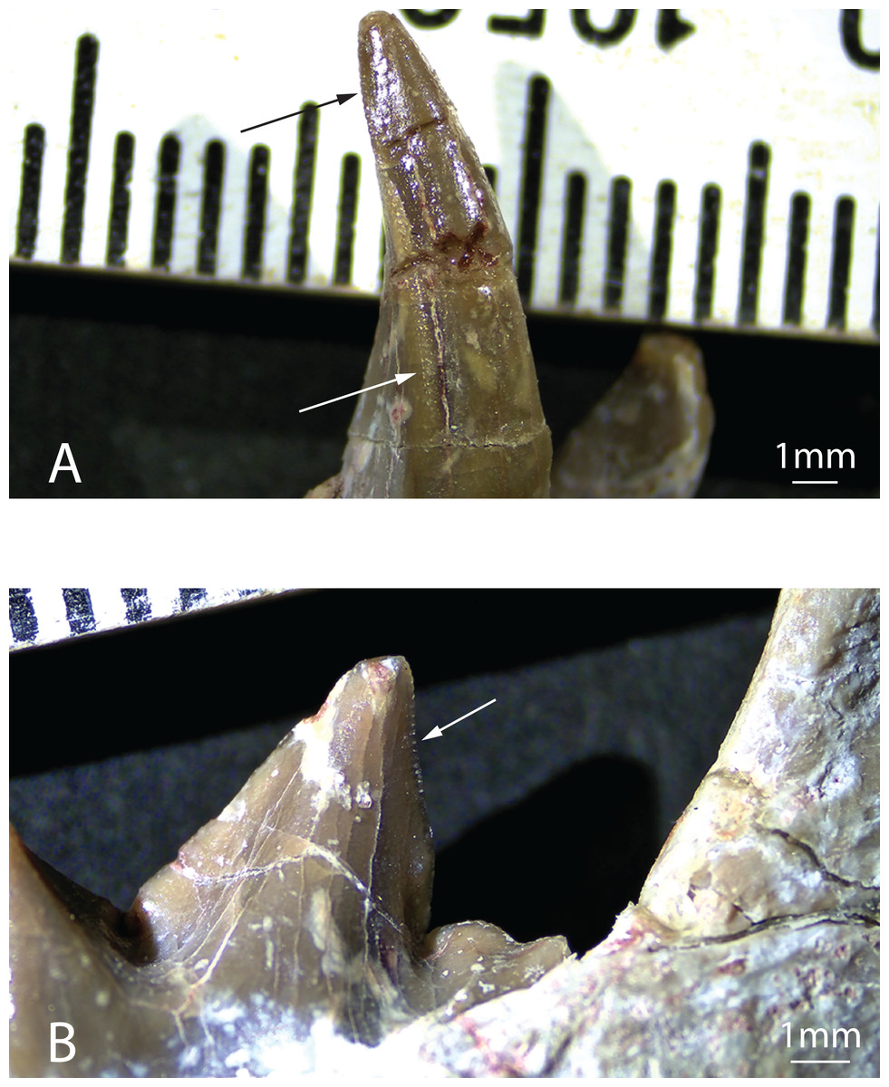 Diegoaelurus, a new machaeroidine (Oxyaenidae) from the Santiago Formation  (late Uintan) of southern California and the relationships of  Machaeroidinae, the oldest group of sabertooth mammals [PeerJ]