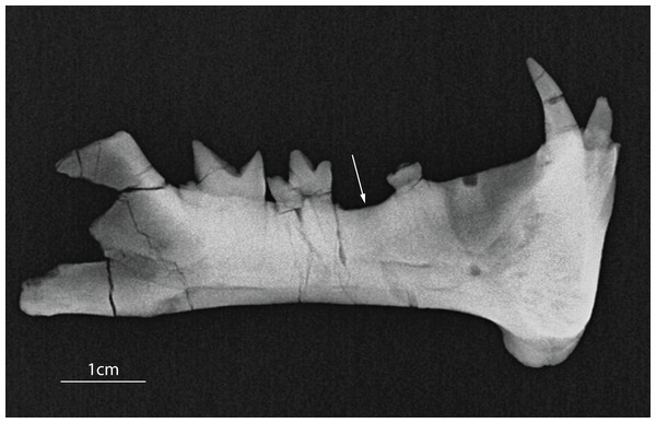 Radiograph of the left dentary of Diegoaelurus vanvalkenburghae sp. nov. (SDSNH 38343).