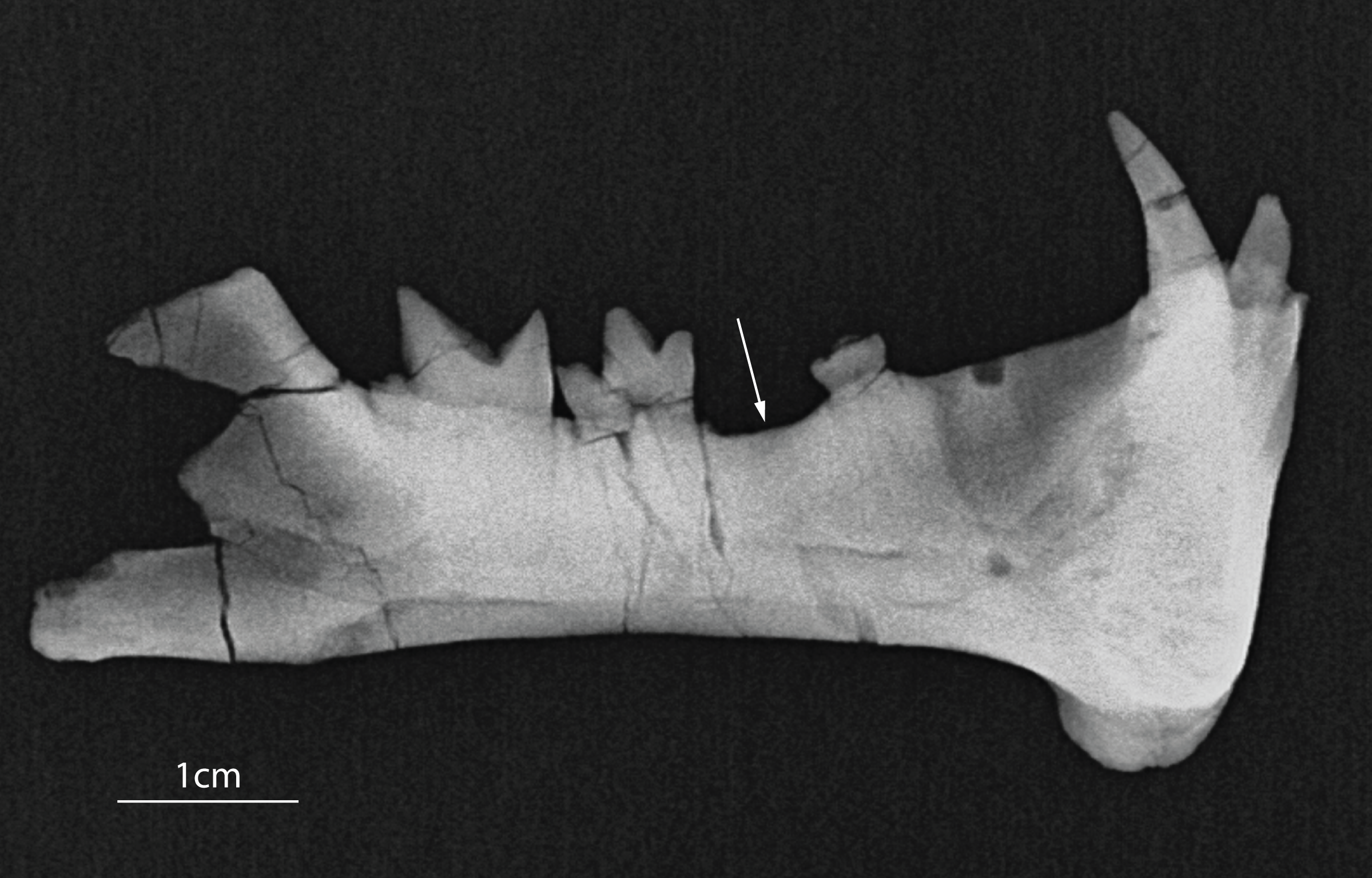 Diegoaelurus, a new machaeroidine (Oxyaenidae) from the Santiago Formation  (late Uintan) of southern California and the relationships of  Machaeroidinae, the oldest group of sabertooth mammals [PeerJ]