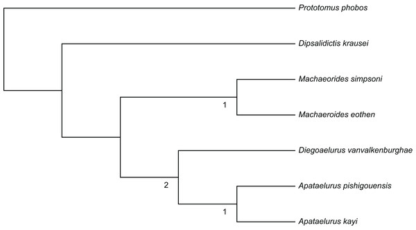 Phylogeny of Machaeroidinae.