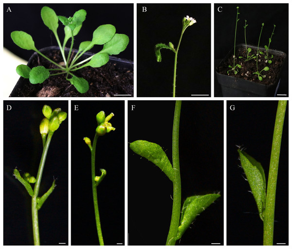 Morphological comparison of the cauline leaves between wild-type Col-0 and IiSEP2 transgenic plants.