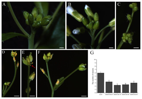 Influence of IiSEP2 on development of inflorescences.