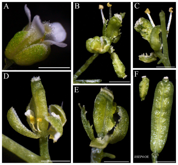 Phenotypic variations of the floral organs in IiSEP4 transgenic Arabidopsis (in Ler genetic background).