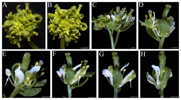 Phenotypic variations of IiSEP4 transgenic plants of ap1 cal double mutant in Ler genetic background.
