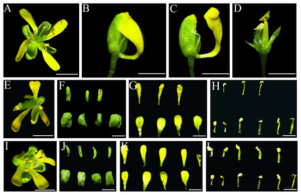 Phenotypic observation of the floral organs in woad plants treated with TRV-IiSEP4.
