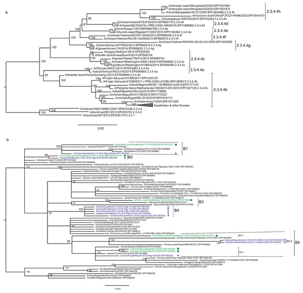 Phylogenetic tree for the hemagglutinin (HA) gene.