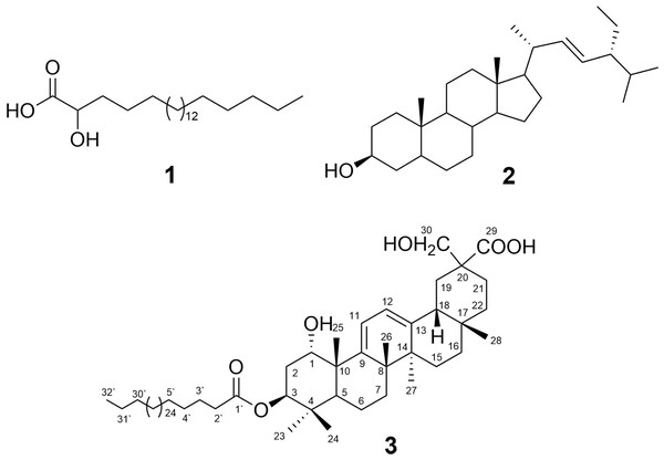 Structures of isolated compounds 1–3.