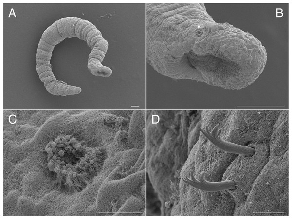 Scanning electron micrographs of Ctenodrilus japonicus sp. nov. (NSMT-Pol P-848) (A) whole body; (B) prostomium; (C) nuchal organ; (D) notochaetae, middle segment.