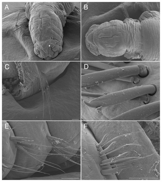Scanning electron micrographs of Raricirrus anubis sp. nov. (NSMT-Pol P-854) (A) anterior end; (B) anterior end, dorsal view; (C) notochaetae of middle segment; (D) neurochaetae of middle segment; (E) notochaetae of posterior segments; (F) neurochaetae of posterior segment.
