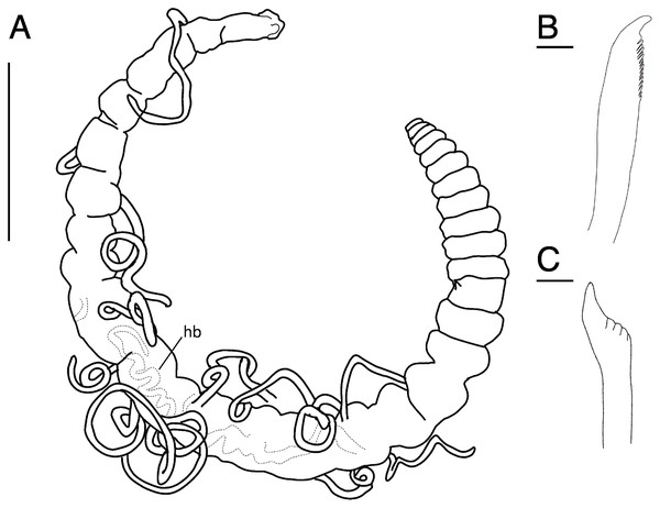Raricirrus anubis sp. nov. (NSMT-Pol H-853) (A) whole body, lateral view; (B) neurochaetae of middle segment; (C) neurochaetae of posterior segment.
