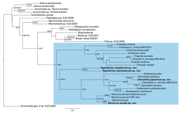 Maximum-likelihood phylogenetic tree of Cirratuliformia based on COI and 16S sequences.