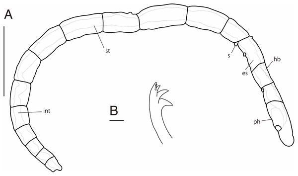 Ctenodrilus japonicus sp. nov. (NSMT-Pol H-847) (A) whole view; (B) neurochaeta.