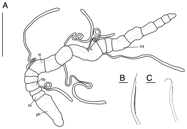 Raphidrilus misakiensis sp. nov. (NSMT-Pol H-849) (A) whole view; (B) pectinate notochaeta; (C) pectinate neurochaeta.