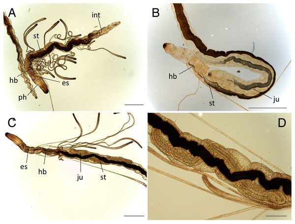 Raphidrilus misakiensis sp. nov. (A, NSMT-Pol H-849; B–D, NSMT-Pol P-850) (A) whole body, (B) anterior end, (C) anterior end, (D) enlarged view of juvenile.