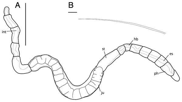 Raphidrilus okinawaensis sp. nov. (NSMT-Pol H-851) (A) whole view, (B) neurochaeta.