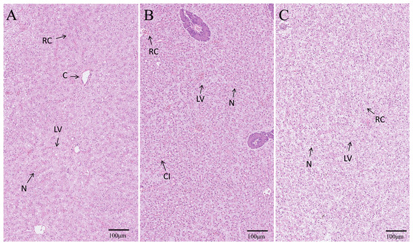 Histological structure of hepatopancreas.