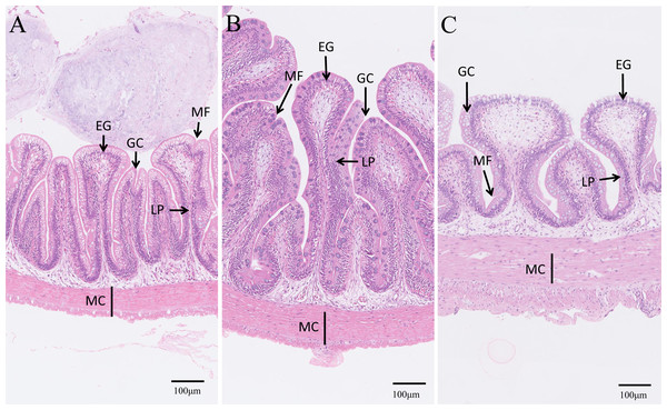 Microstructure observation of intestinal tracts.