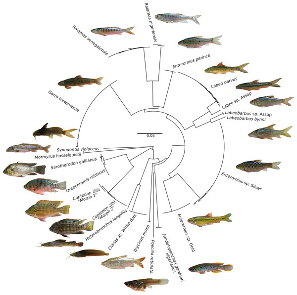 Neighbour-Joining tree based on 176 CO1 barcode sequences of fish species occurring in the Jos Plateau, created in BOLD using “Taxon ID tree” tool.