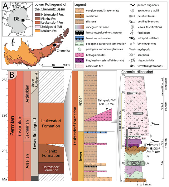 Geological setting and stratigraphy of the Chemnitz Fossil Forest.