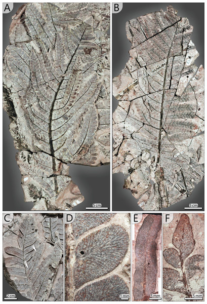 Documentation of secondary and tertiary pinnae of Alethopteris schneideri.