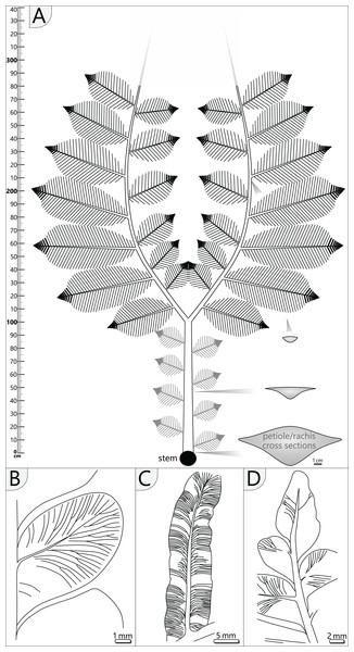 Schematic reconstruction of adult A. schneideri fronds attached to the M. stellata var. typica stem of KH0196.