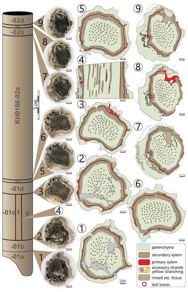 Stem anatomy of eight transverse sections and one tangential section (4) of KH0196-01 and -02.