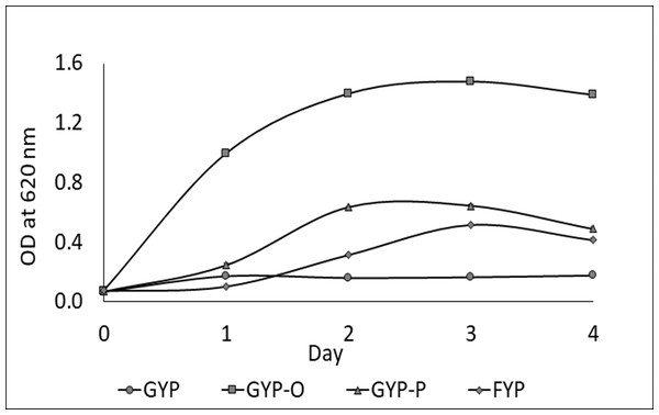 Growth behavior of strain Sy-1 in GYP broth (O), FYP broth (♢), GYP-P broth (Δ), and GYP broth under aerobic conditions (□).
